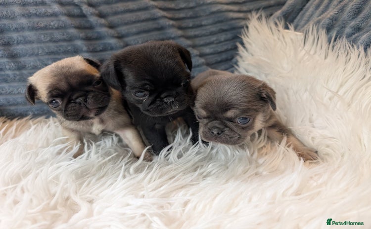 Pug dogs - Advert 1
