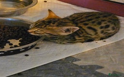 Bengal cats for sale: Bengal  - Image 2