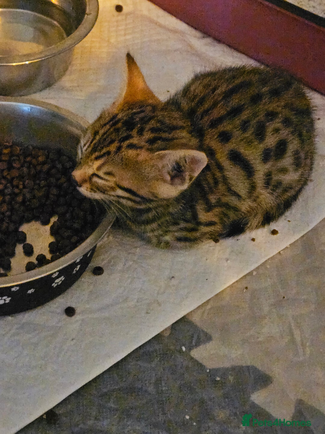 Bengal cats for sale: Bengal  - Image 2