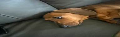 Miniature Dachshund 2
