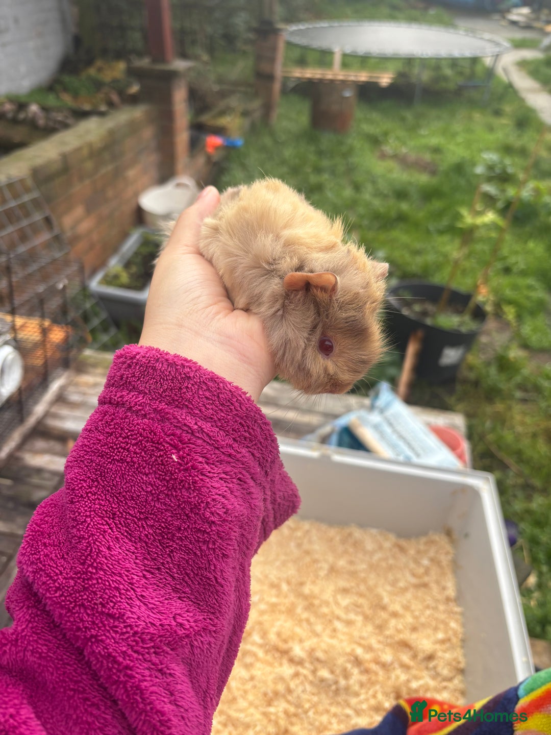 Guinea Pig rodents for sale: baby guinea pig  - Advert 4