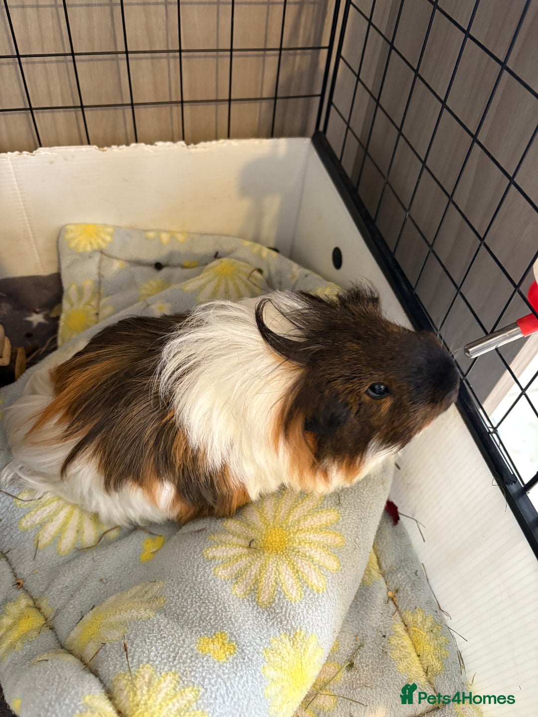Guinea Pig rodents for sale: Male Guinea Pigs - Advert 4