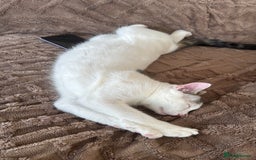 Mixed Breed cats for sale: He’s a playful house cat looking for a good home - Image 3