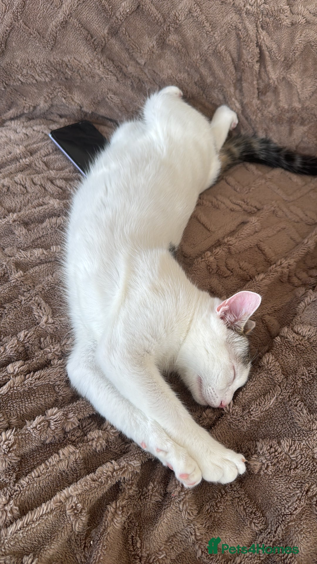 Mixed Breed cats for sale: He’s a playful house cat looking for a good home - Image 3