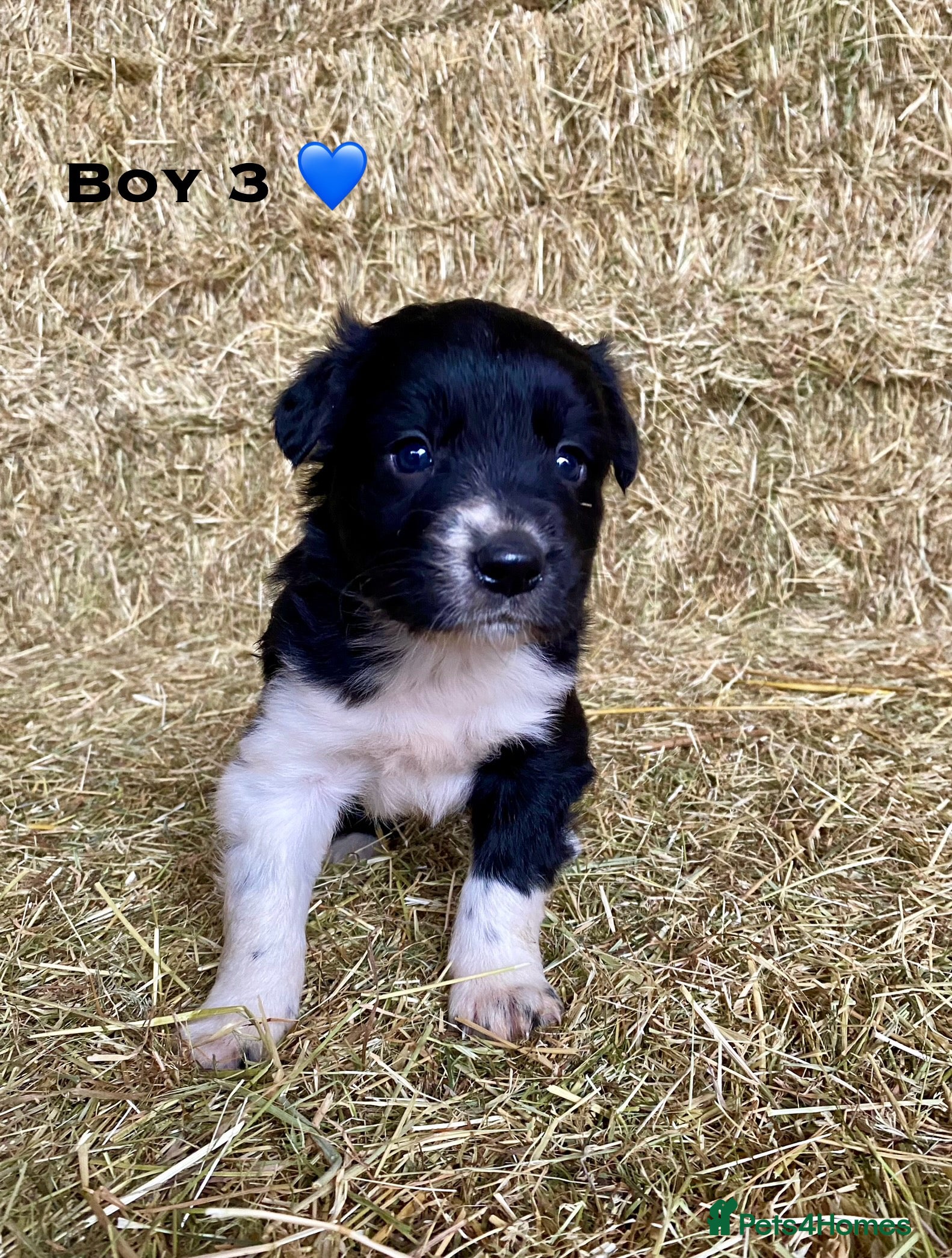 Border Collie dogs Border Collie Puppies - Advert 4