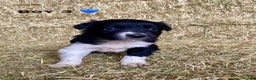 Border Collie dogs for sale: Border Collie Puppies - Advert 7