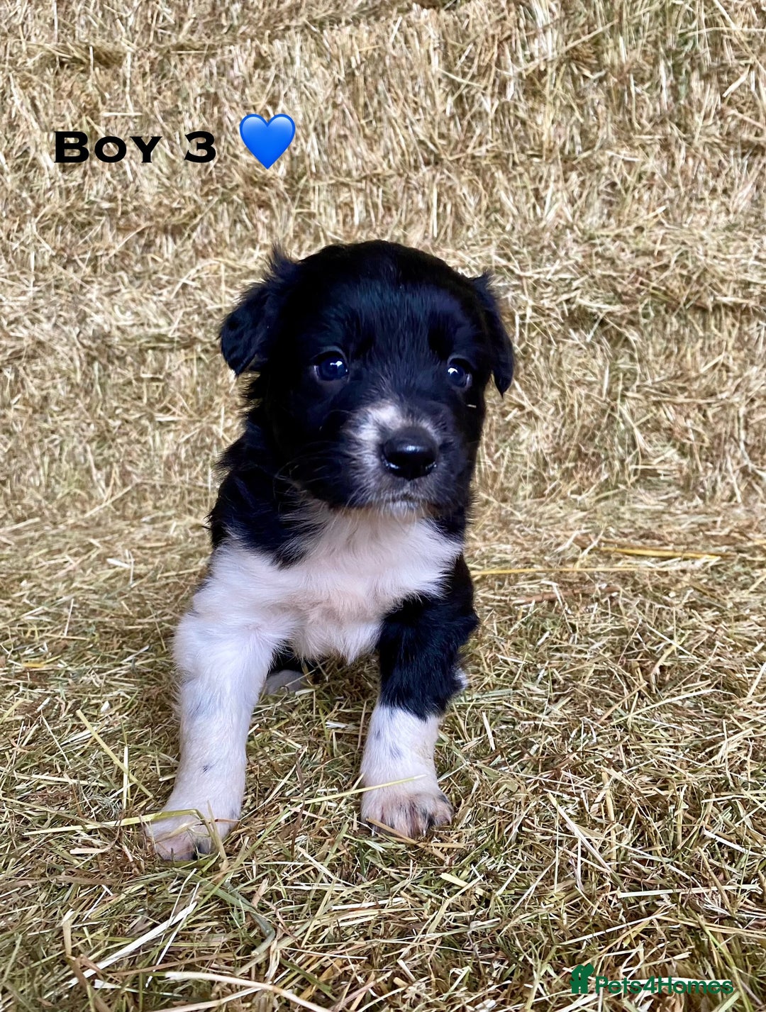 Border Collie dogs for sale: Border Collie Puppies - Advert 7