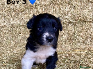 Border Collie dogs Border Collie Puppies - Advert 4