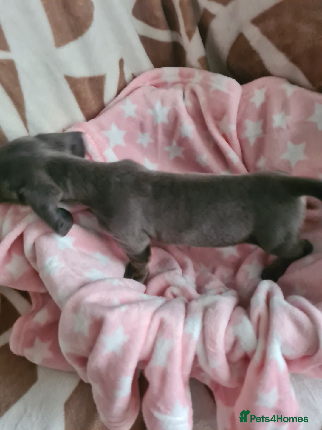 Miniature Dachshund dogs for sale: Miniature Smooth Haired Dachshund  - Advert 5