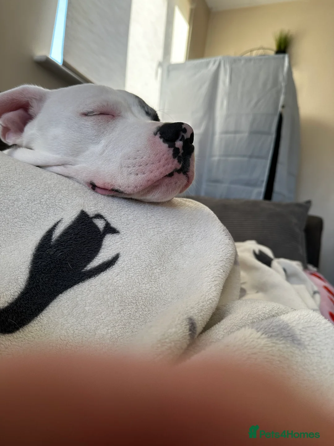 Staffordshire Bull Terrier dogs for sale: Loki  - Advert 4