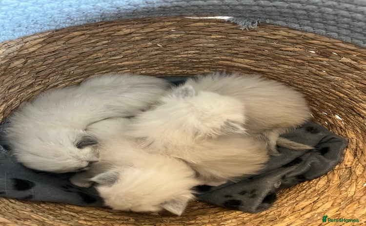 Ragdoll cats - Advert 1