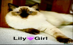 Ragdoll cats for sale: Lovely Ragdoll looking for lovely family - Advert 3