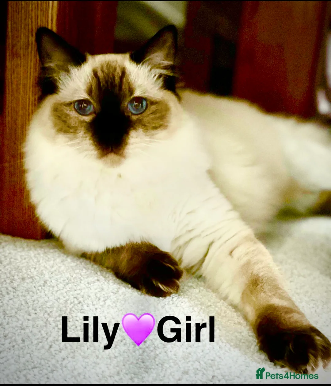 Ragdoll cats for sale: Lovely Ragdoll looking for lovely family - Advert 24