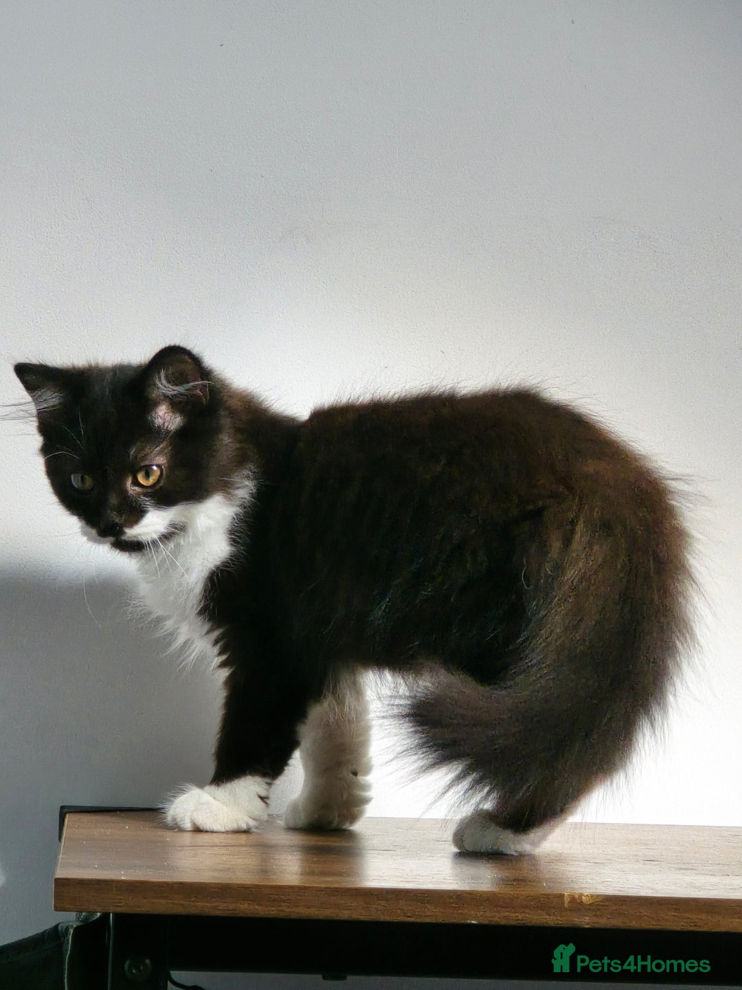 British Longhair cats for sale: British Long Hair Male kittens ( only 1 left) - Advert 8