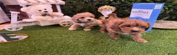 Maltipoo dogs for sale: Beautiful Korean Maltipoo Puppies–3 Girls &2 Boys  - Advert 22
