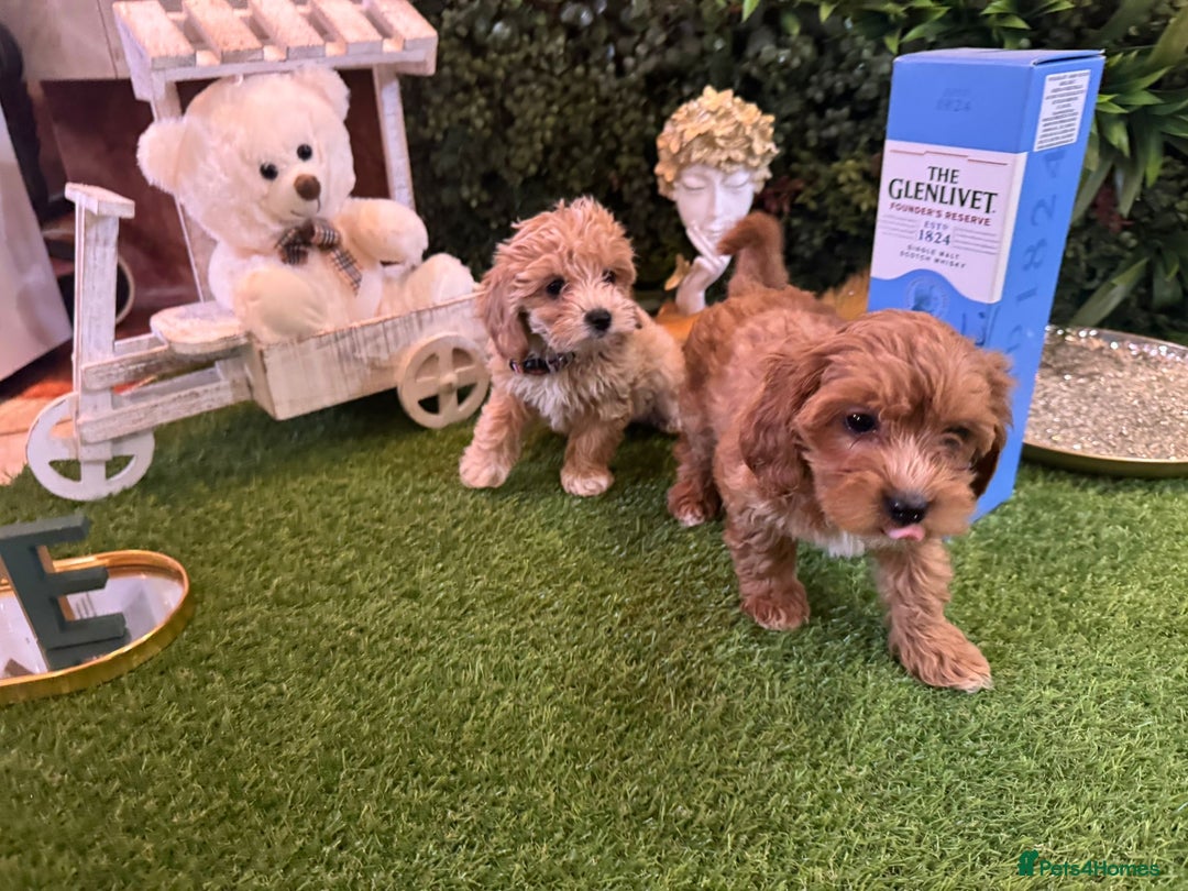 Maltipoo dogs for sale: Beautiful Korean Maltipoo Puppies–3 Girls &2 Boys  - Advert 22