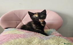 Mixed Breed cats for sale: Kittens looking for forever homes  - Image 7