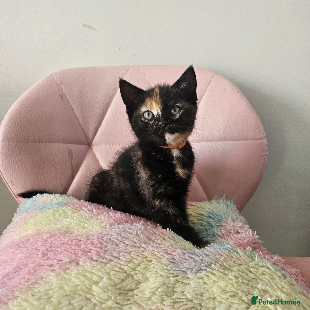 Mixed Breed cats for sale: Kittens looking for forever homes  - Image 7