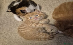 Mixed Breed cats for sale: Gorgeous fluffy kittens  - Image 2