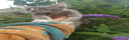 Maine Coon cats for sale: 4 lynx mainecoon kittens ready for forever homes - Advert 4