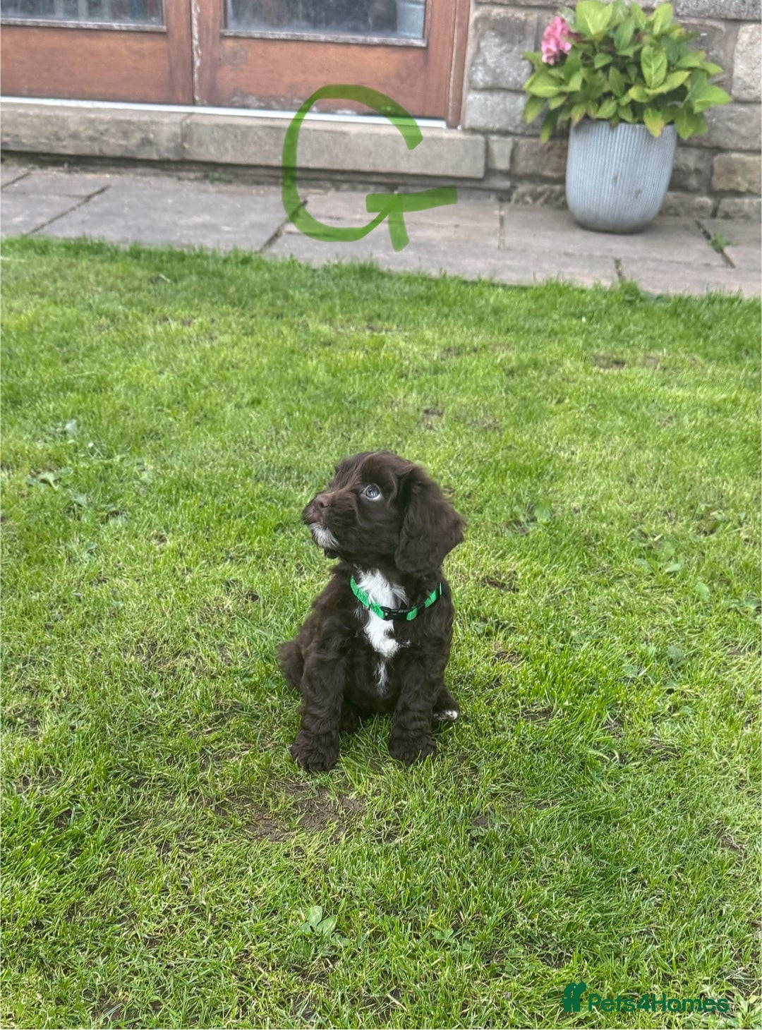 Cockapoo dogs for sale: Toy F1 Cockerpoo Puppies x2 girls x2 boys - Image 7