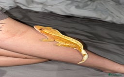 Gecko reptiles for sale: Crested geckos w/setup  - Image 3