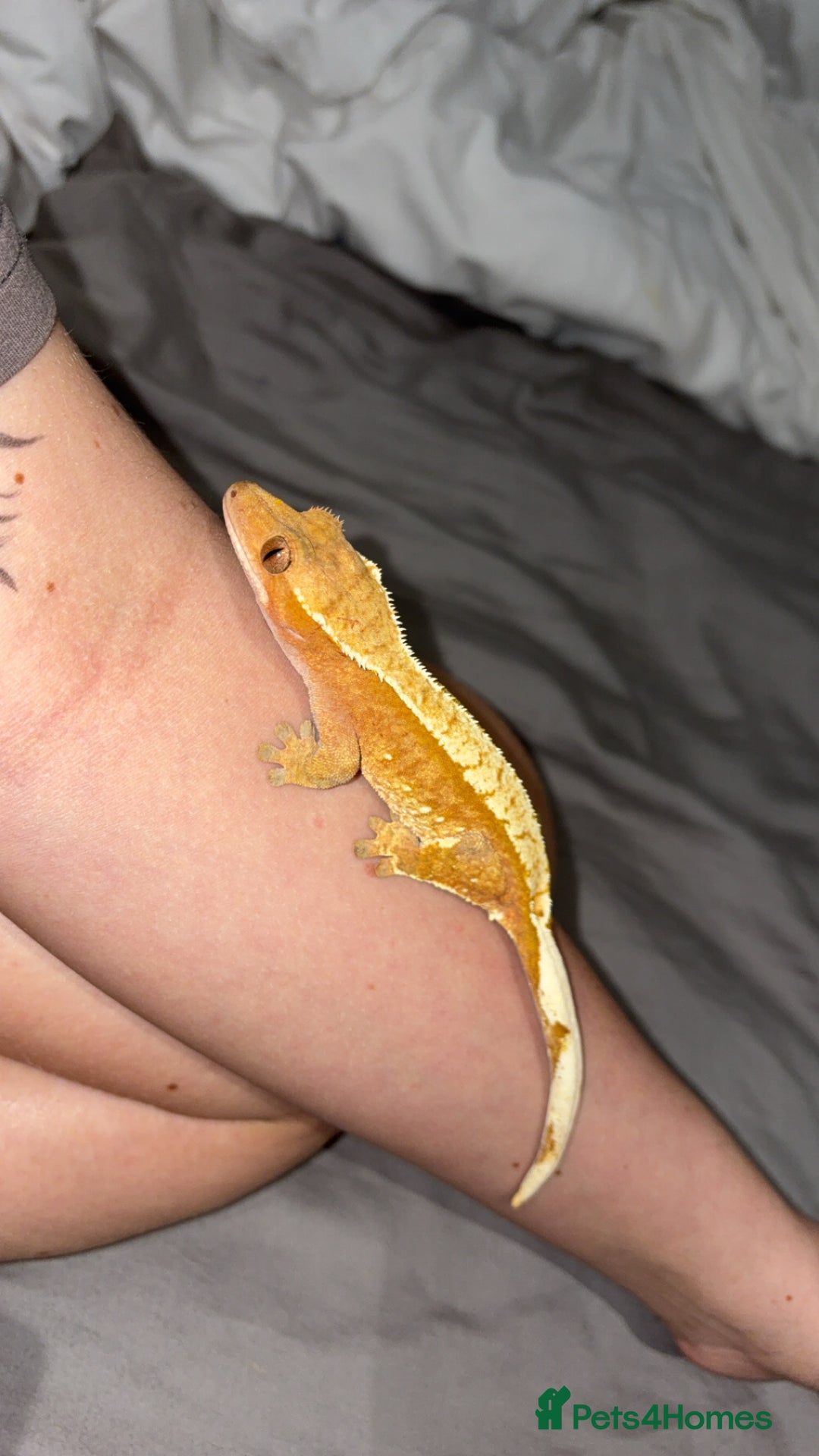 Gecko reptiles for sale: Crested geckos w/setup  - Image 3
