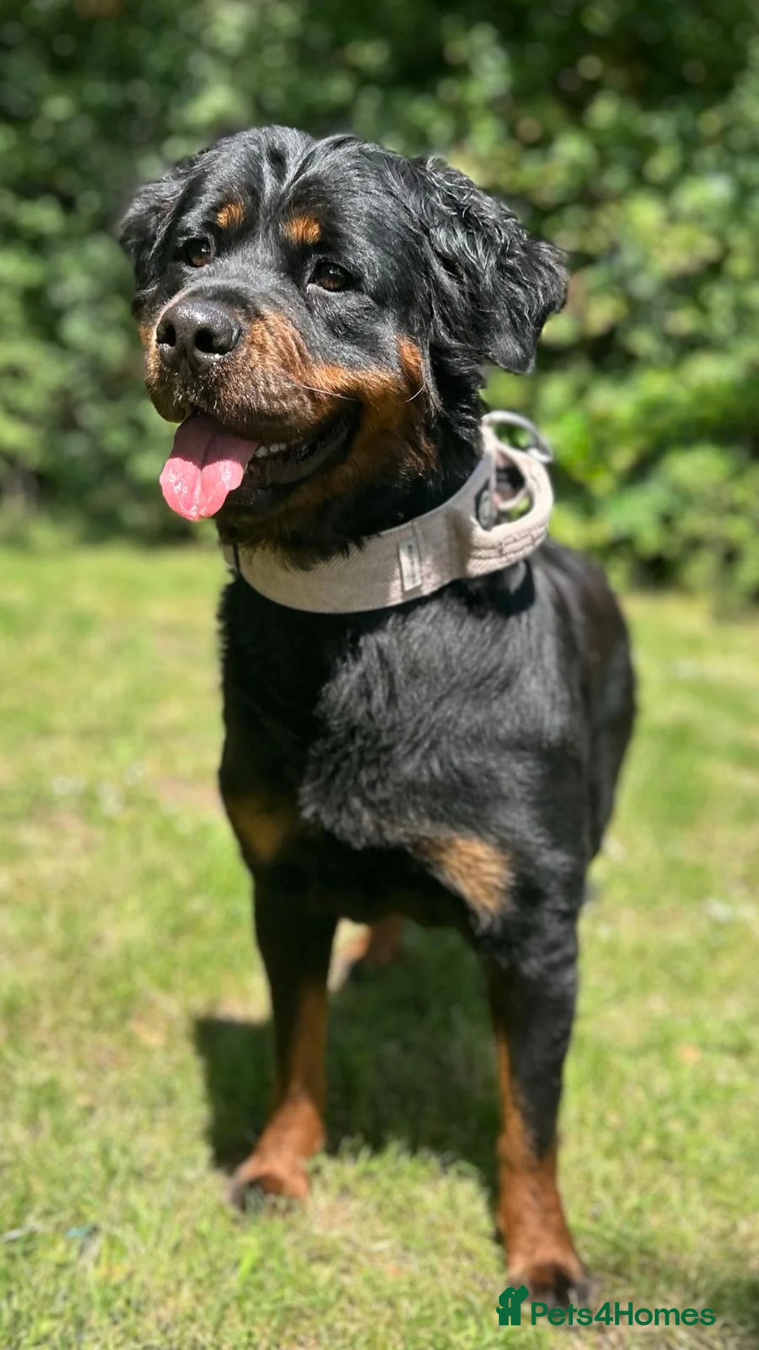 Rottweiler dogs for sale: Chunky Rottweiler Puppies - 6 girls 3 boys  - Advert 10
