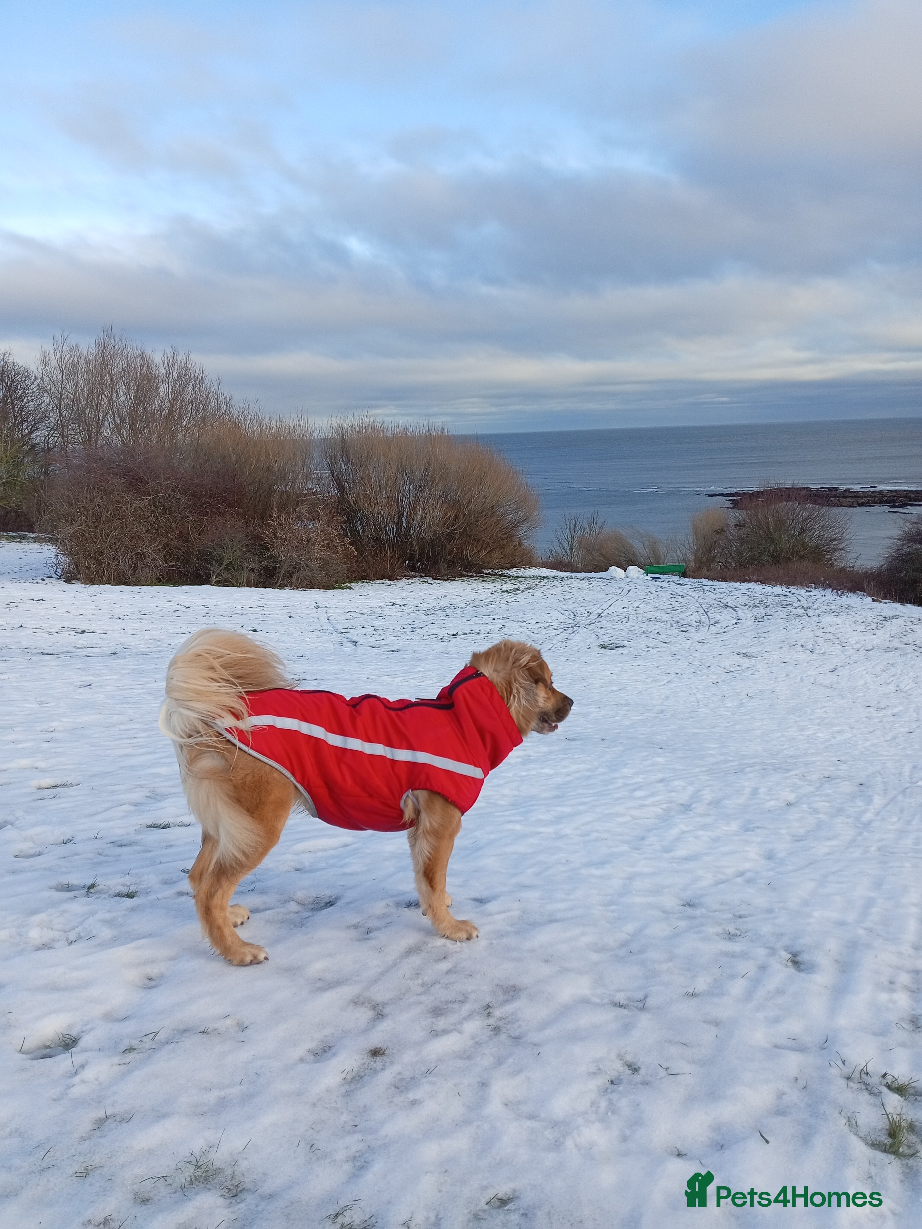 Mixed Breed dogs 2.5 yr Female - Advert 1