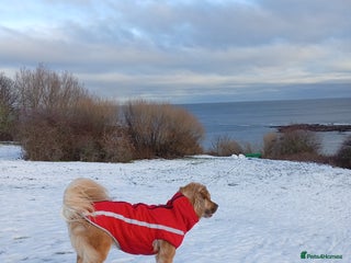 Mixed Breed dogs 2.5 yr Female - Advert 1