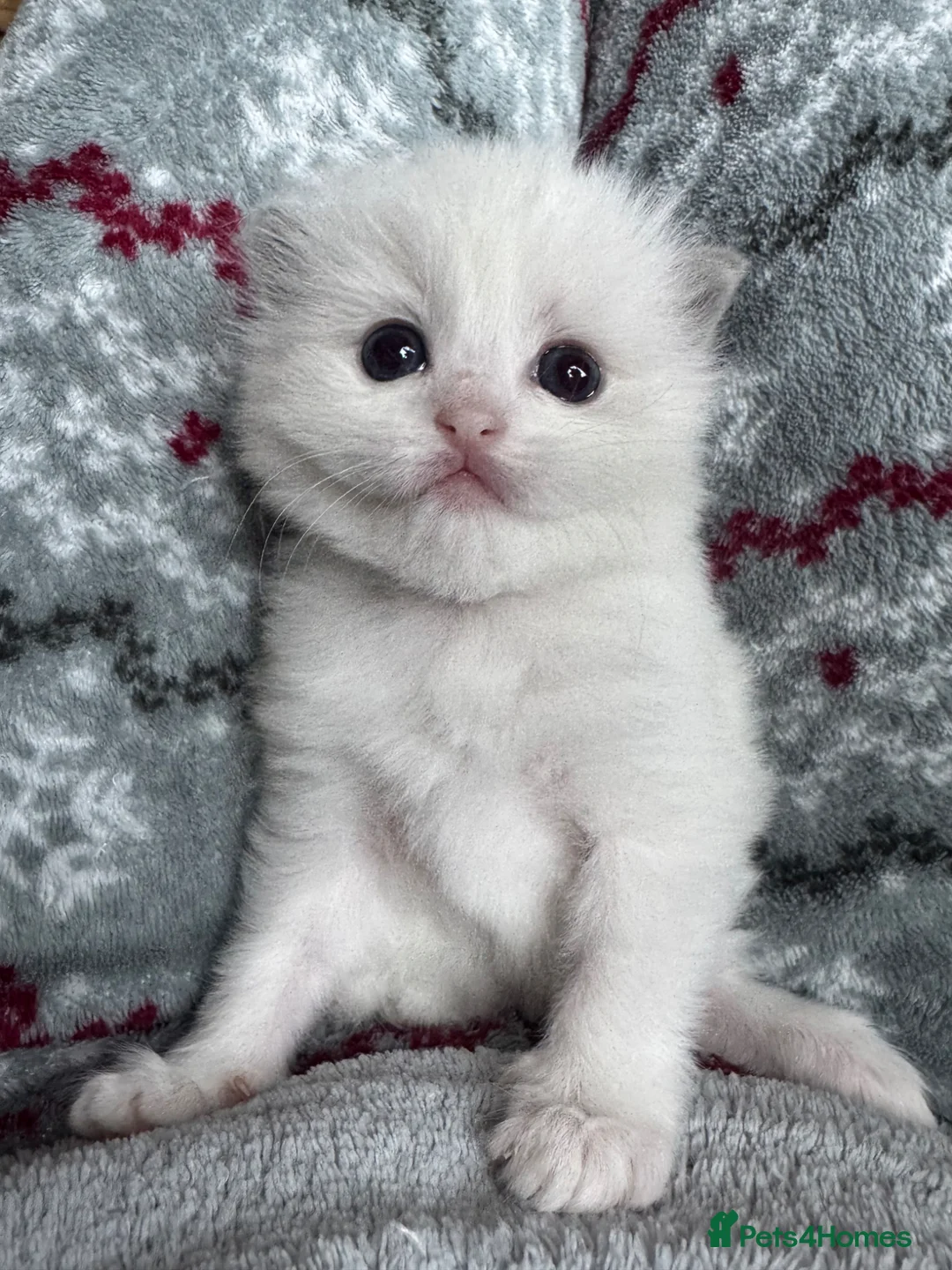 Ragdoll cats for sale: 🏆gccf ragdoll kitten-exceptional pedigree - Advert 2