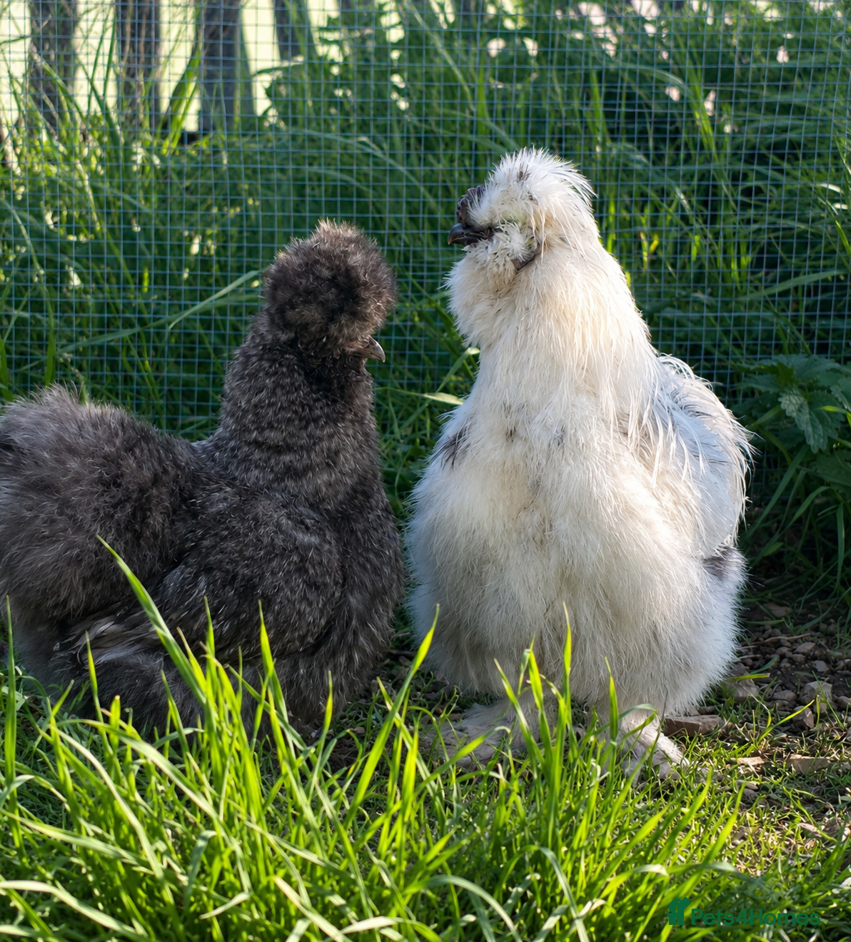 Chickens poultry Silkie Hatching Eggs – Paint & Cuckoo-Type  - Advert 1