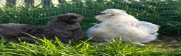 Chickens poultry for sale: Silkie Hatching Eggs – Paint & Cuckoo-Type  - Advert 1