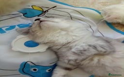 Scottish Fold cats for sale: I am a loving little boy! - Image 4