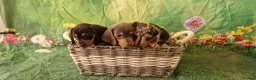 Miniature Dachshund dogs for sale: Stunning smooth haired miniature dacshund - Advert 1