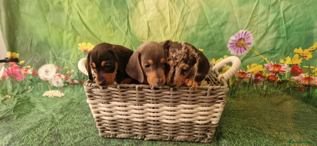 Miniature Dachshund dogs for sale: Stunning smooth haired miniature dacshund - Advert 1