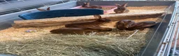 Belgian Hares rabbits for sale: Vaccinated Young Red Belgian Hares Ready Now in Doncaster - Advert 4