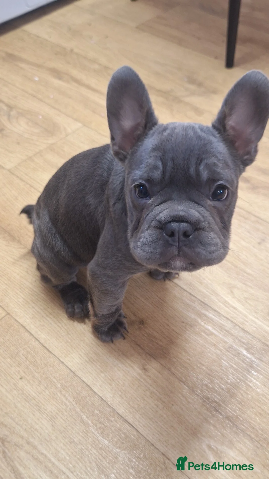 French Bulldog dogs for sale: Beautiful French bulldog pups - Advert 9