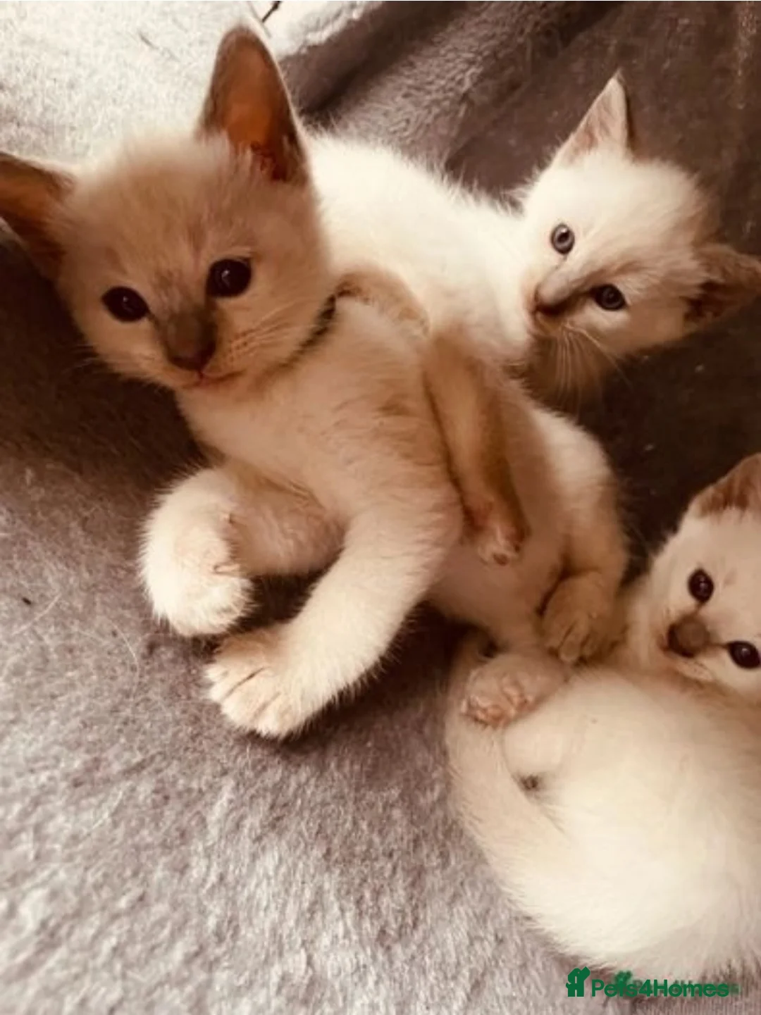 Ragdoll cats for stud: Stud Muffin in Ilkeston - Advert 32