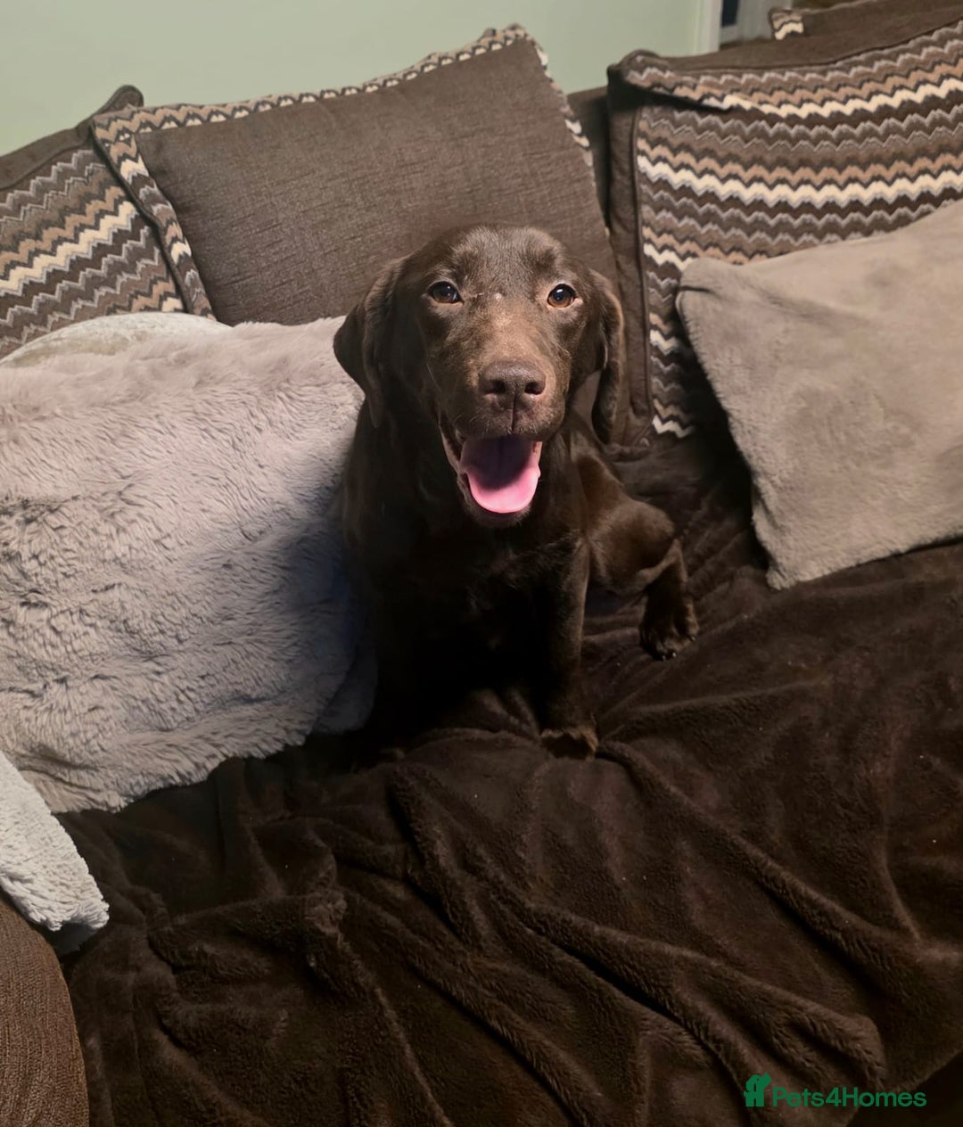 Cockerdor dogs for sale: Chocolate F1 cockerdor puppies  - Advert 9