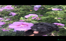 Mixed Breed dogs for sale: Toy yorkiepoos for sale  - Image 3