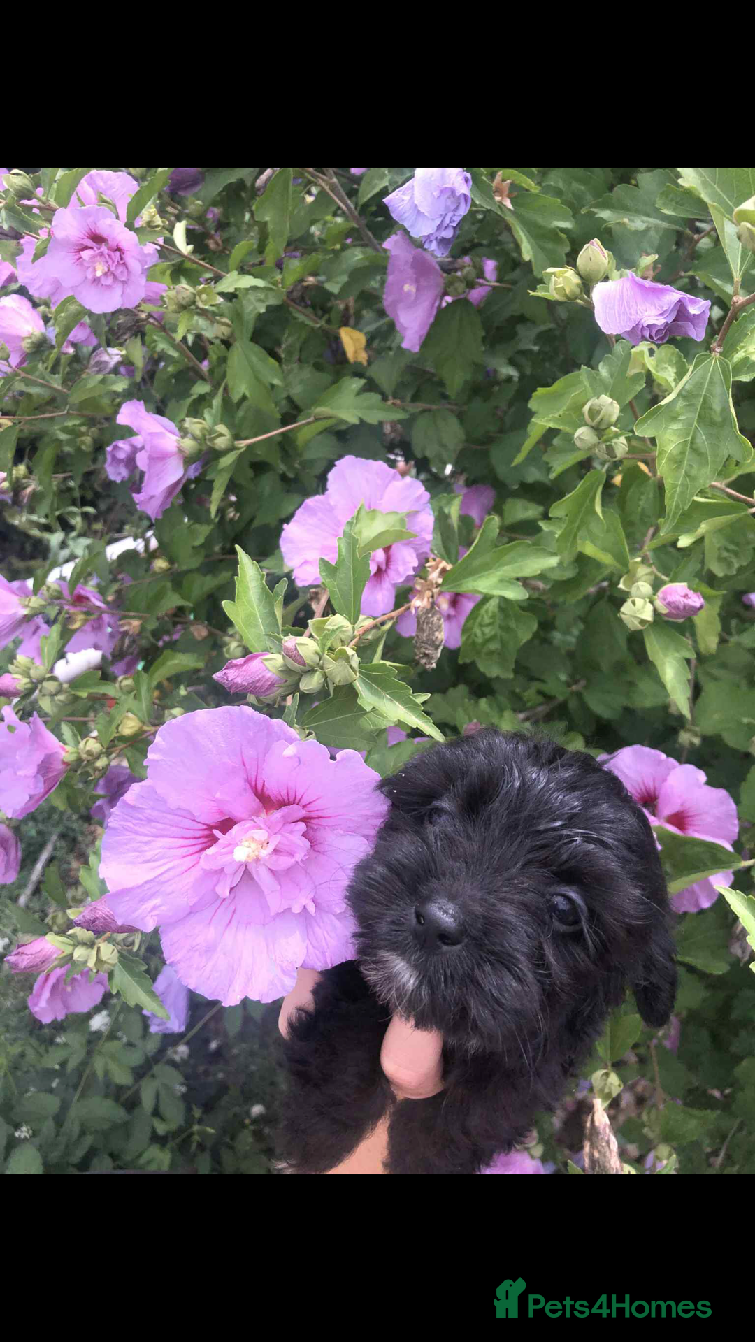 Mixed Breed dogs for sale: Toy yorkiepoos for sale  - Image 3
