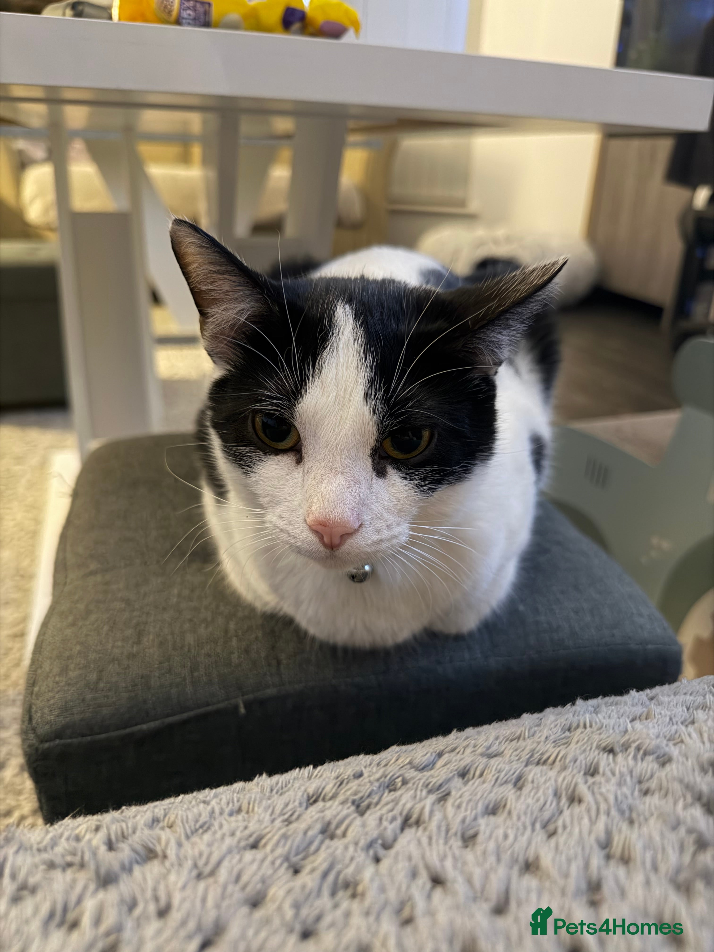 Mixed Breed cats Gorgeous boy for sale  - Advert 1