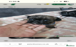Mixed Breed dogs for sale: Gorgeous 6 month Frenchie x Shih Zu - Image 6