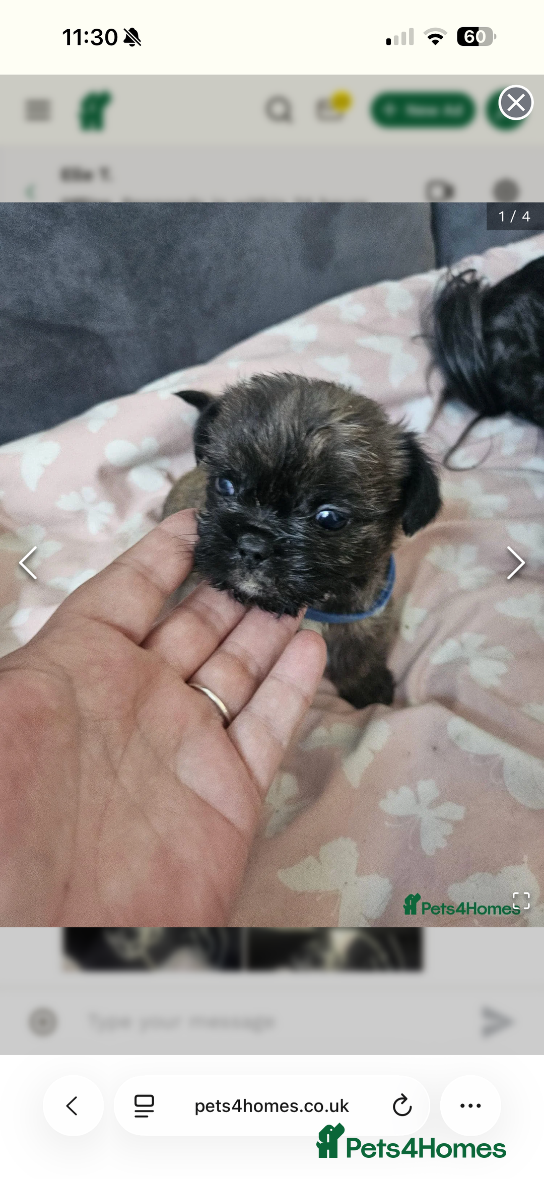 Mixed Breed dogs for sale: Gorgeous 6 month Frenchie x Shih Zu - Image 6