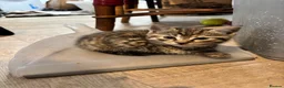 Mixed Breed cats for sale: Beautiful kittens looking for their forever home in Derby - Advert 13