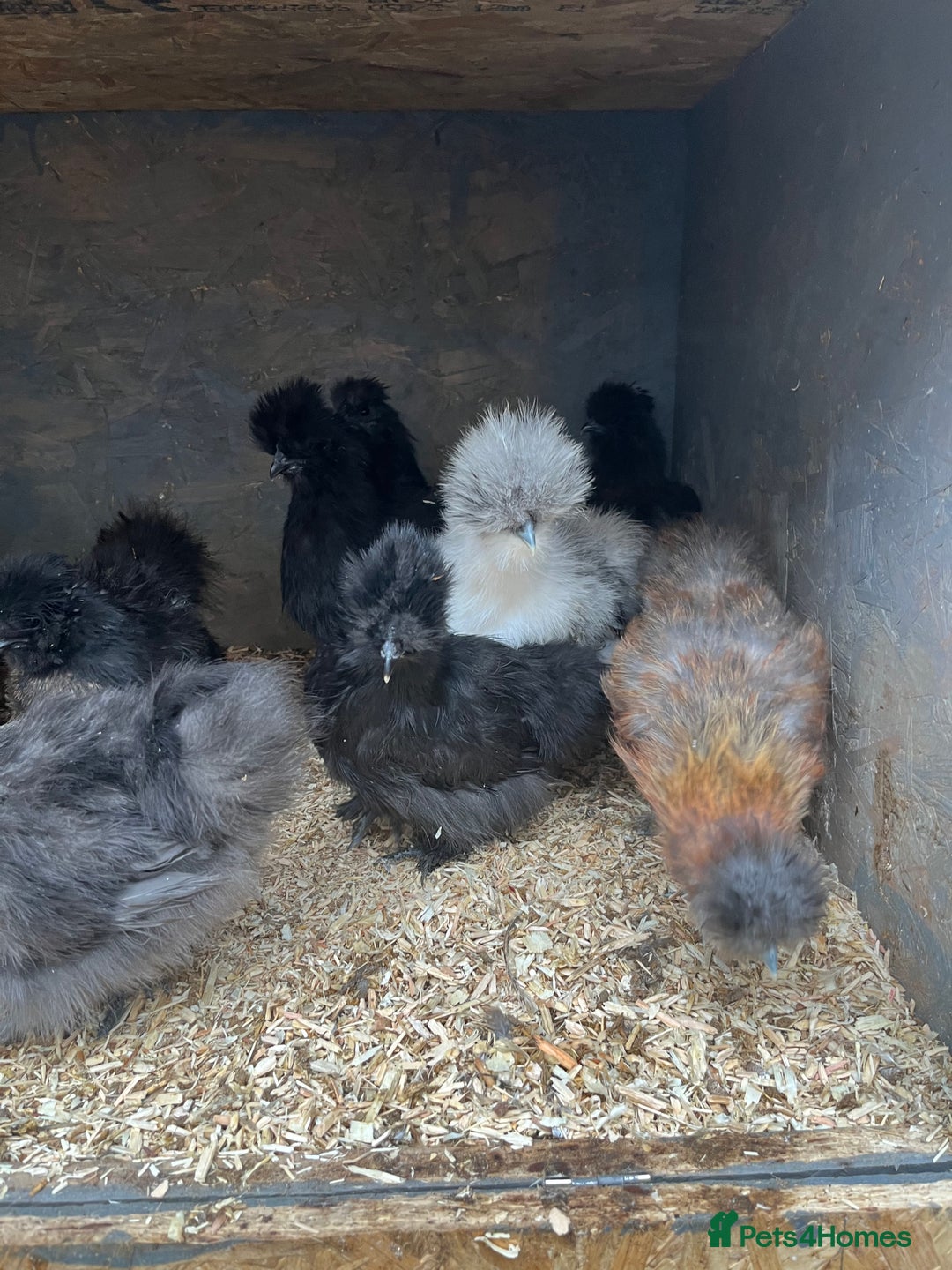 Mixed Breed poultry for sale: Indian runner ducklings and Silkies  - Advert 15