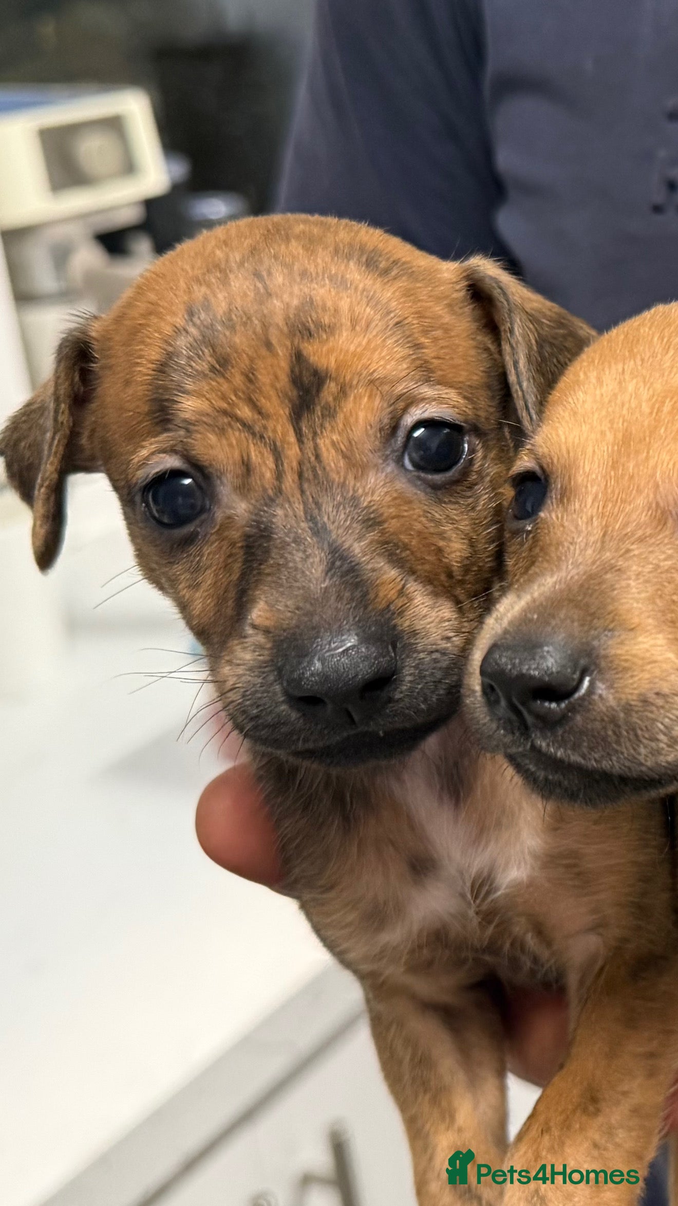 Mixed Breed dogs Miniature pincher X whipett ( Mini Whips)  - Advert 2