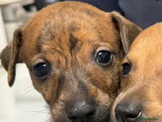 Mixed Breed dogs Miniature pincher X whipett ( Mini Whips) - Advert 2