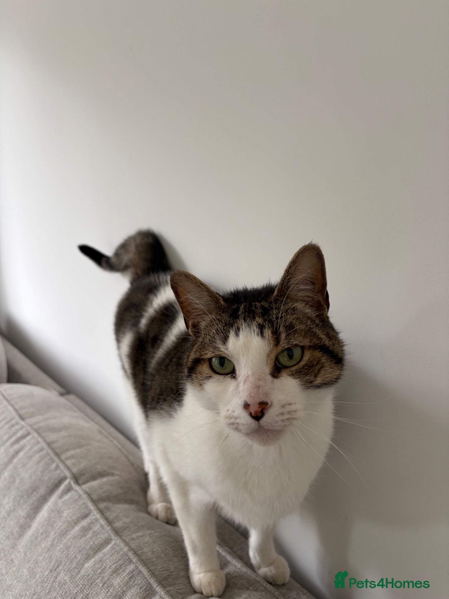 Mixed Breed cats Milo, 7 year old cat needing a forever home.  - Advert 2